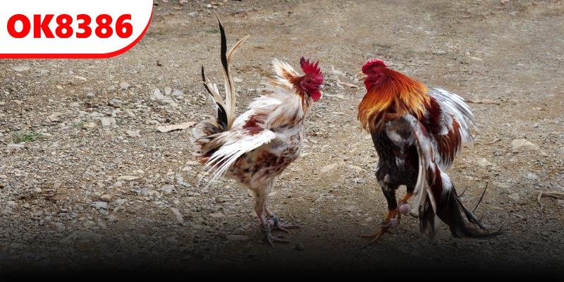 Lưu ý một số lời khuyên hữu ích khi chơi cá cược